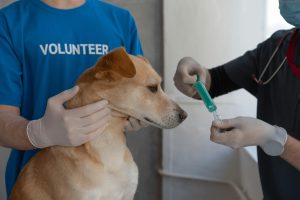 Visite Veterinarie per i Tuoi Animali Domestici