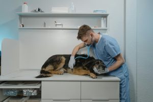  cura della salute del tuo animale domestico